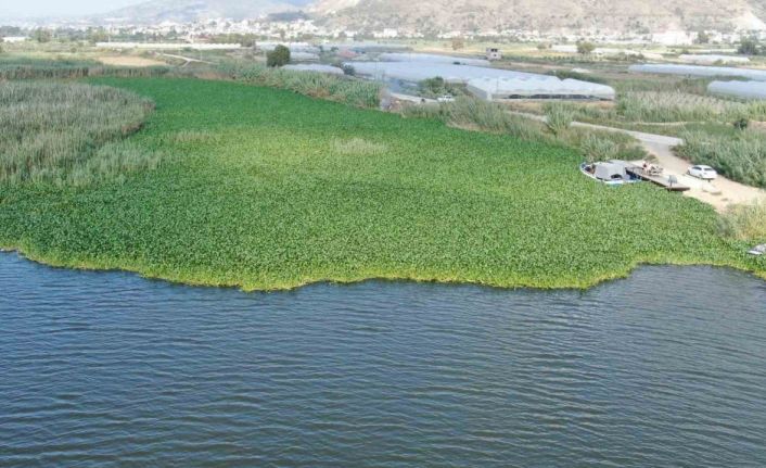 Boyutları 1 metreyi bulan su sümbülleri Asi Nehri’ni adeta esir aldı