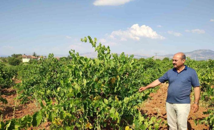 Çal karasında hasat devam ediyor