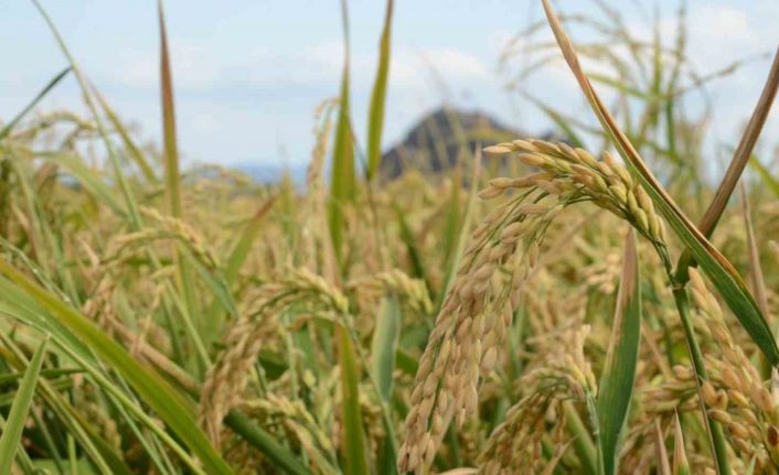 Çorum’un Osmancık ilçesinde, ’beyaz altın’ olarak adlandırılan çeltiğin hasadı başladı