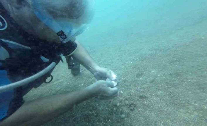 Denize atılan kahve ambalajını yuva yapan ahtapot görenleri şaşkına çevirdi