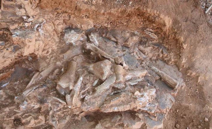 Denizli’de 9 milyon yıl öncesine ait oklu kirpi ve kuş fosili bulundu