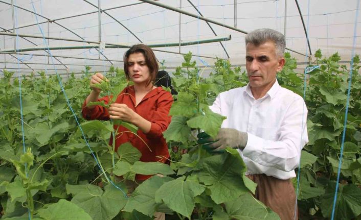 Derecik’te seracılık yaygınlaşıyor