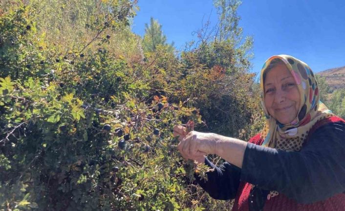 Dikenli dallara aldırış etmeden şeker hastası eşi için koyungözü meyvesi topluyor
