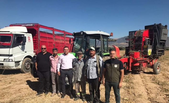 Dinar’da pancar hasadı başladı