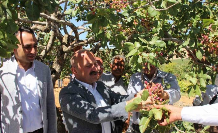 Dolunun vurduğu fıstık bahçelerinde hasat başladı