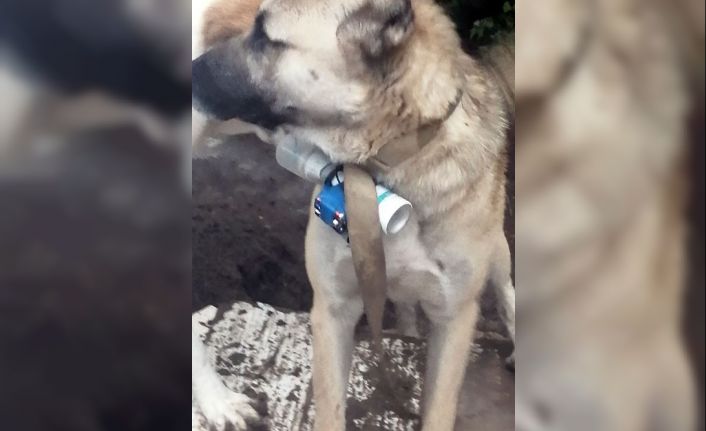 Ermeni silahlı gruplar, EYP bağladıkları köpek ile Karabağ’da Azerbaycan askerlerini hedef aldı