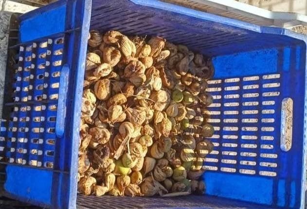 İncir hırsızı, 20 kilo incirle suçüstü yakalandı