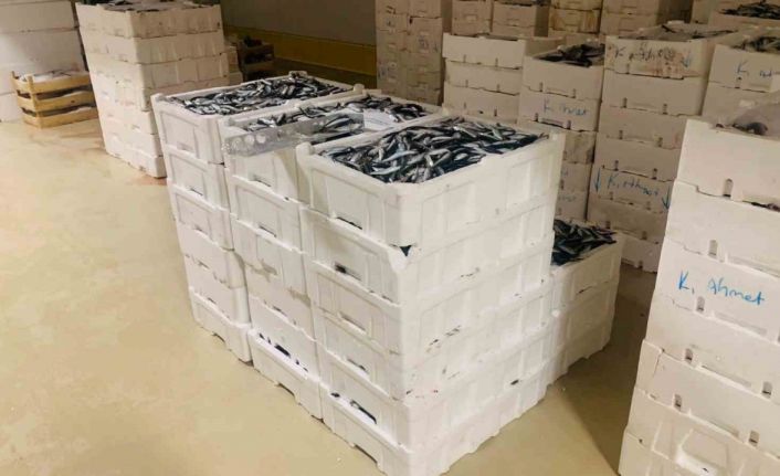 İstanbul’da boy yasağına aykırı avlanan 3 ton istavrit balığına el konuldu