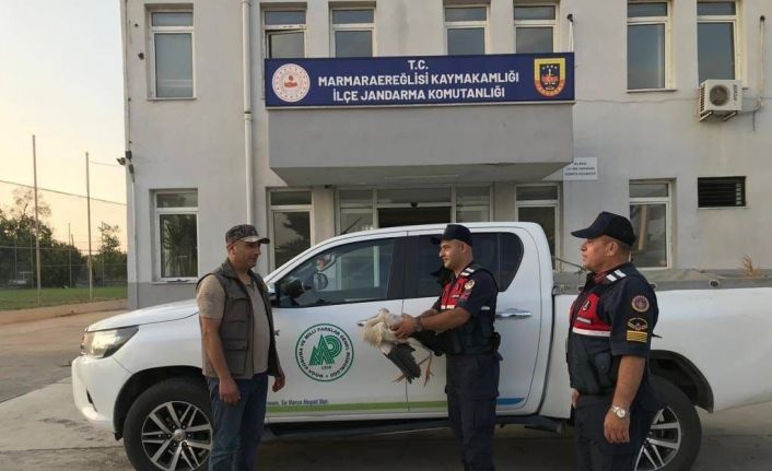 Jandarma yaralı leylek buldu