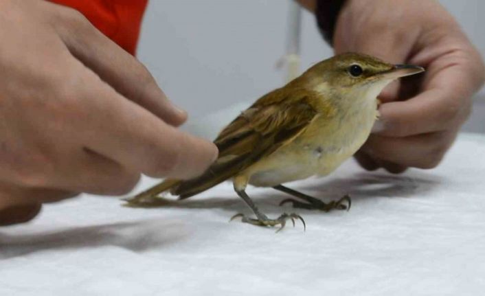 Kalp masajı yapılarak hayata döndürülen kuş tedavi altına alındı