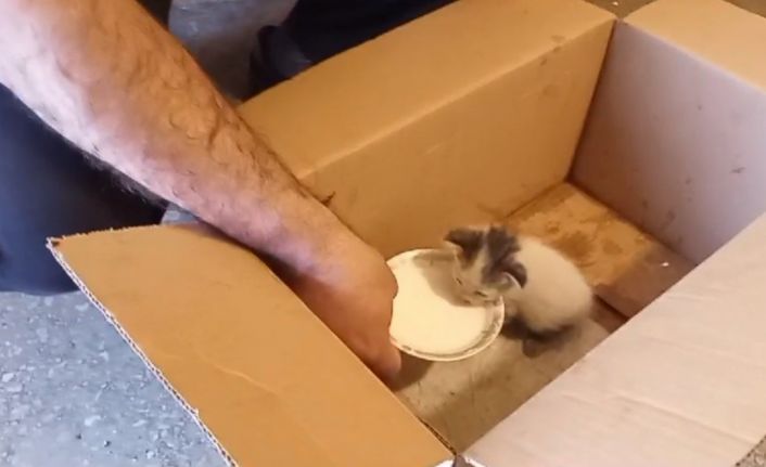 Kars’ta yaralı yavru kedi emin ellerde