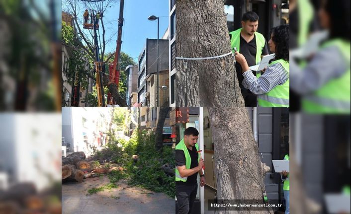 KARTAL BELEDİYESİ’NDEN ÇEVRE VE İNSAN ODAKLI UYGULAMA: AKUSTİK TOMOGRAFİ YÖNTEMİYLE AĞAÇLARIN RÖNTGENİ ÇEKİLİYOR