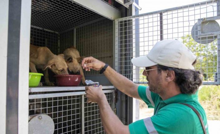 Kaşlı Bakımevi personeline hayvanlara yaklaşım ve beden dili eğitimi veriliyor