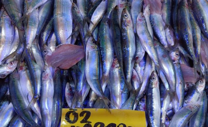 Kırmızı ve beyaz ete göre fiyatı makul olan balığa yoğun ilgi