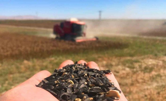 Konya Ovası’nda 640 bin dekarlık alanda ayçiçeği hasadı başladı