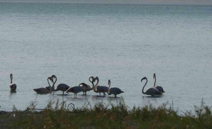 Kuraklıkla boğuşan Burdur Gölü’nde allı turnaların son dansları