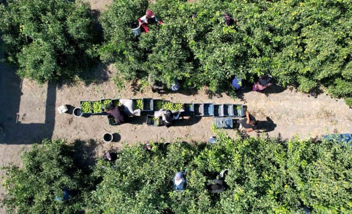 Mandalinada 1 milyon 350 bin ton rekolte bekleniyor