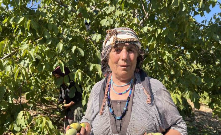 Maraş-18 cevizinde hasat dönemi