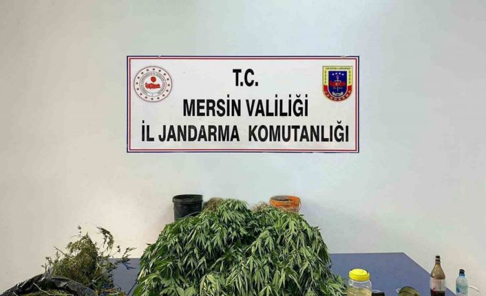 Mersin’de 5 kilo 620 gram esrar ile 578 kök Hint keneviri ele geçirildi