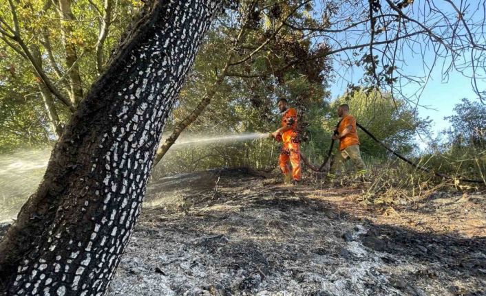 Ormanda çıkan yangın 4 dönüm yeri kül etti