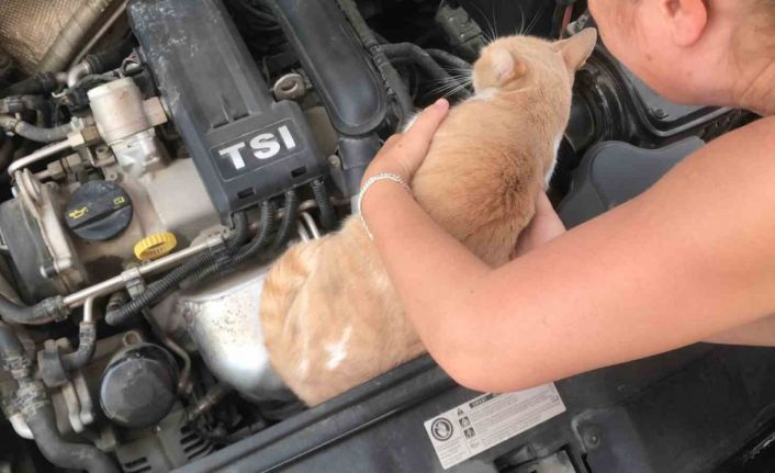 Otomobilin motor kısmına giren kedisini çıkarmak için saatlerce gözyaşlarıyla dil döktü