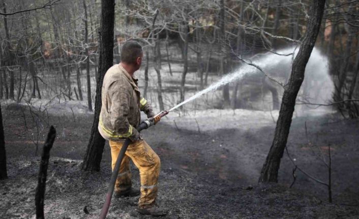 (Özel) Yanan ormanda bilanço dron ile çıkarılıyor, 25 hektar yeniden ağaçlandırılacak