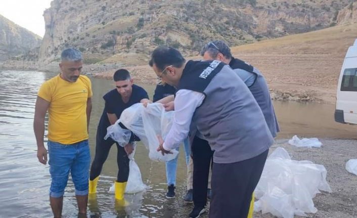 Siirt’te gölet ve baraj göllerine son 5 yılda 8 milyon sazan yavrusu bırakıldı