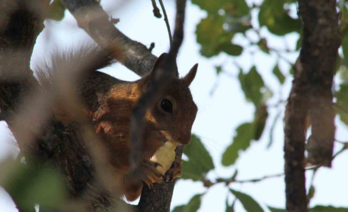 Sincabın meşe palamudu keyfi