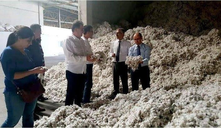 Söke’de pamuk hasadı kaliteyi korumak için denetlemeler gece gündüz sürecek