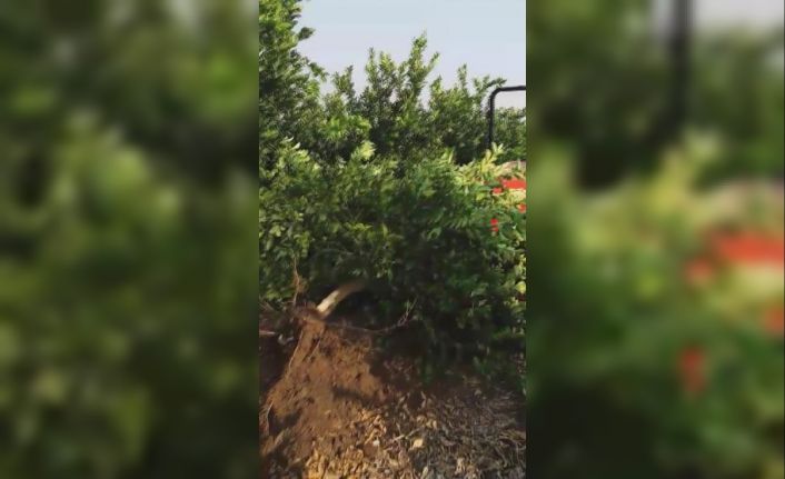Tüccar "3 TL’den alırım" deyince tepki gösteren çiftçi, limon ağacını söktü