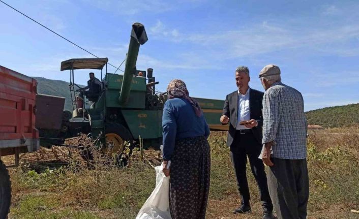 Yağlık ayçiçek üretimi rekor kırdı