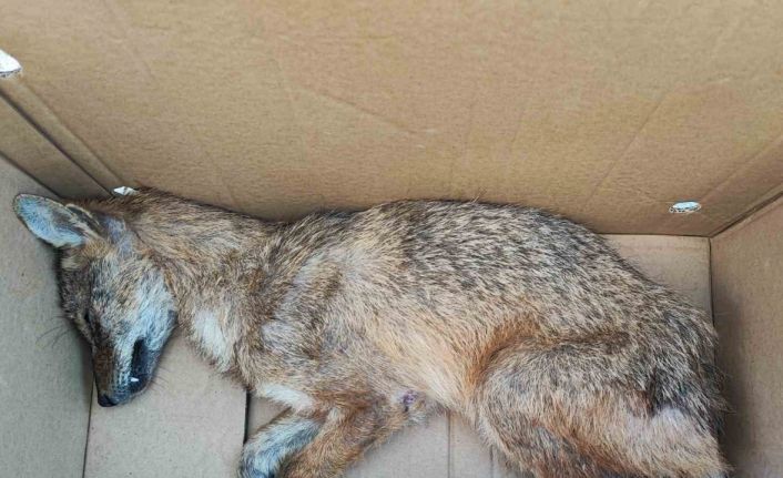 Yaralı halde bulunan çakal tedavi altına alındı