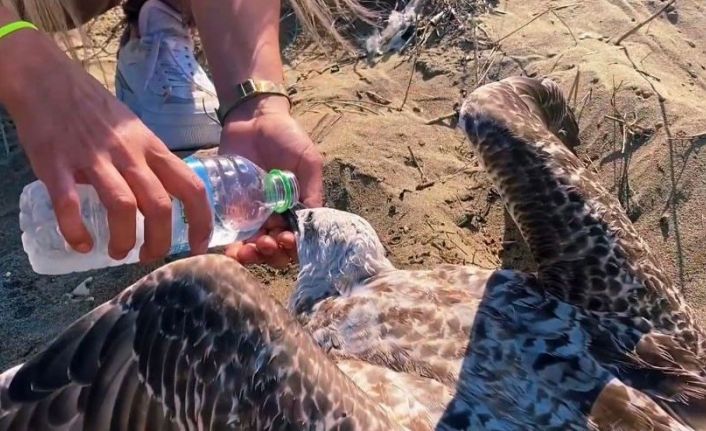 Yaralı martıya polis şefkati