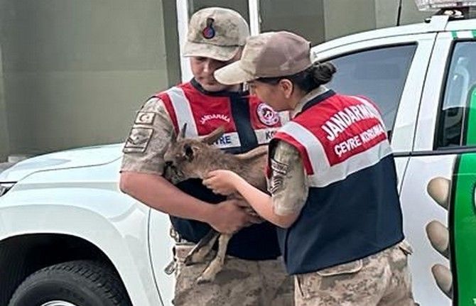 Yaralı yavru dağ keçisine jandarmanın şefkat eli