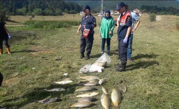 Yayla gölünde balık ölümleri