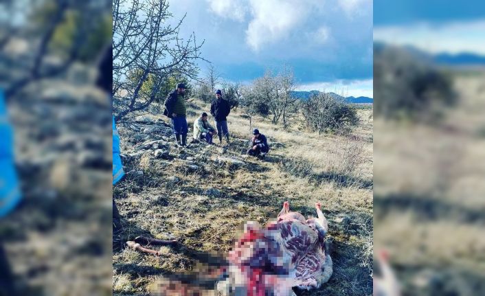 Çamlıdere’de kaçak kızıl geyik avlayanlara suçüstü