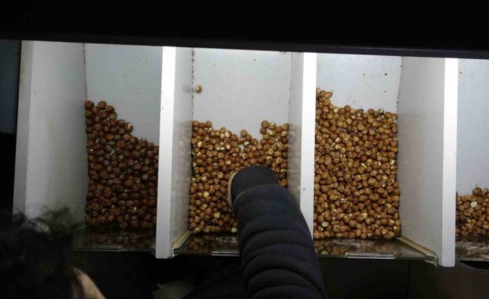 Dereköylü: "Fındık bölgesiyiz ancak halkımız fındığın randımanı hakkında yeterli bilgiye sahip değil"