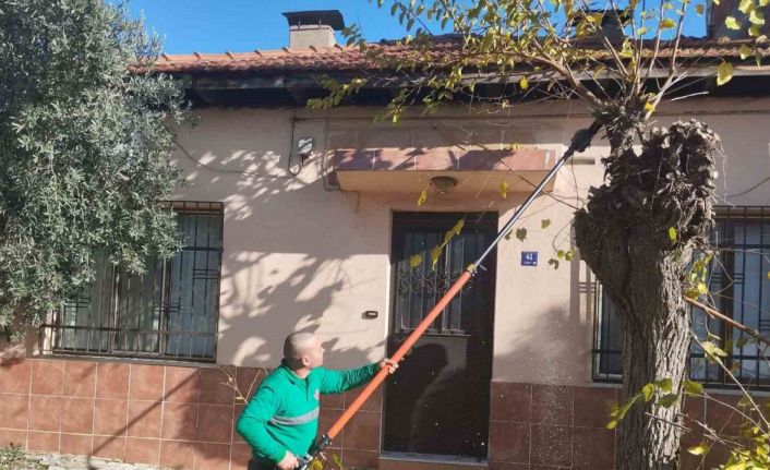 Efeler’de ağaç budama çalışmaları sürüyor