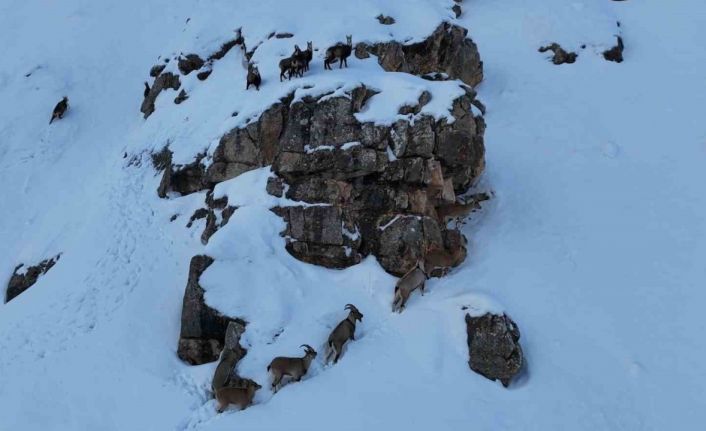 Karla kaplanan Munzur Dağlarında sürü halindeki yaban keçileri havadan görüntülendi