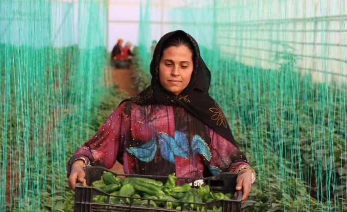 Tarımsal girdi enflasyonu ekimde yüzde 40,11 oldu