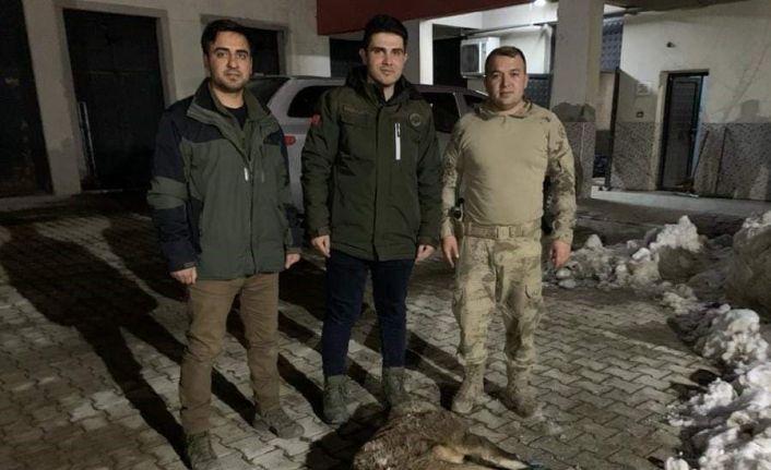 Van’da yaban keçisi avlayan 2 kişiye 314 bin 576 lira idari para cezası kesildi