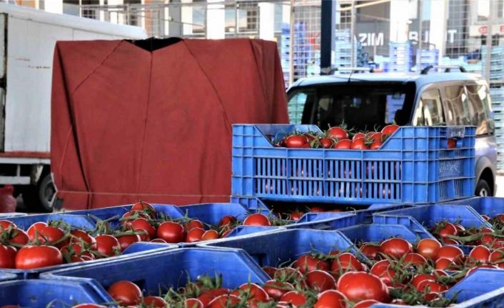 Antalya’da Ocak’ta domates miktarı geçen aya göre yüzde 8,9 arttı