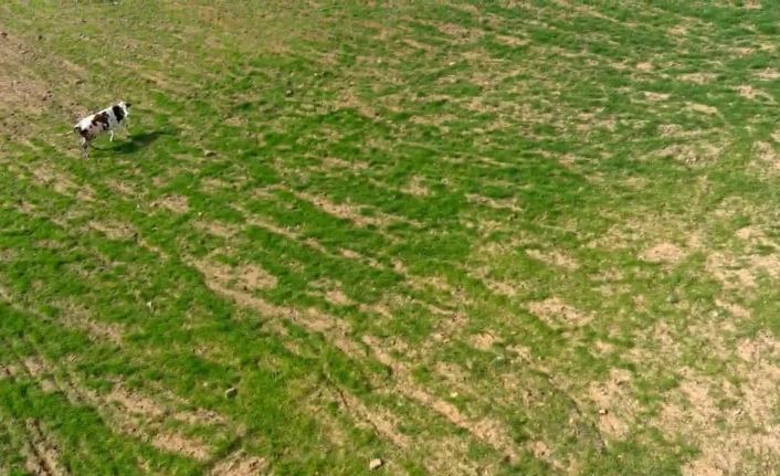 Arazisine gelen ineği dronla kovalamıştı: "İki inatçı olarak ben galip geldim"
