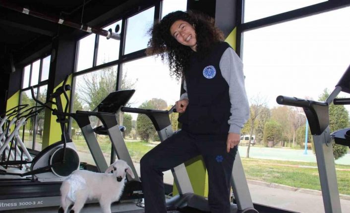 Bildiğiniz tüm kuzuları unutun: Bu kuzu koşu bandında yürüyüp, spor yapıyor