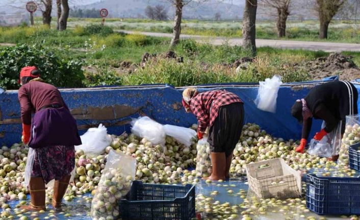 Adana’da yetişen turp, pırasa ve ıspanaklar deprem bölgesi Malatya’dan talep görüyor