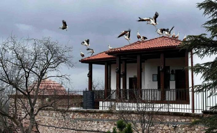 Baharın gelişiyle göç eden leylekler Şeyh Edebali Türbesi’nde de mola verdi