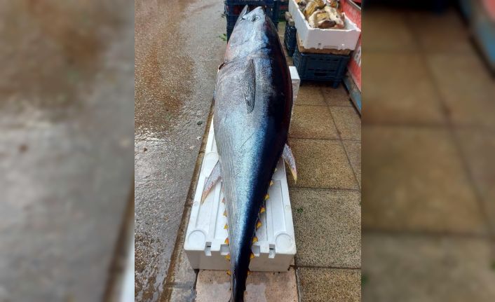 Elazığ’da 1 metre 74 santimetrelik dev orkinos yoğun ilgi gördü