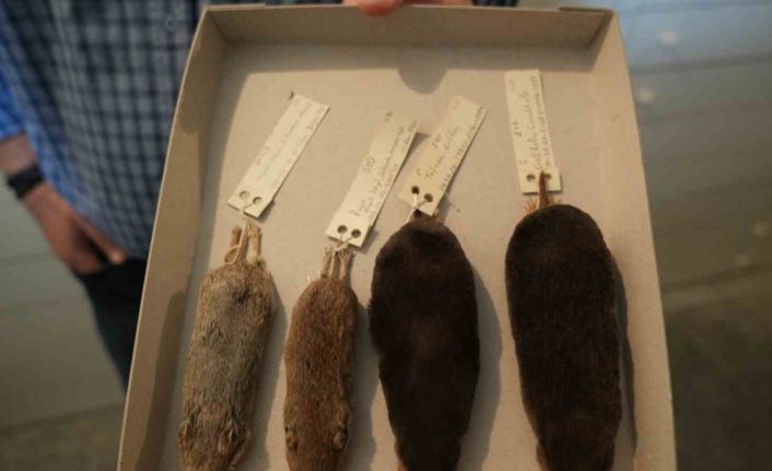 Dünya biyoçeşitliliğine ilk kez kazandırılan 3 yeni tür: Fare, köstebek, gelengi