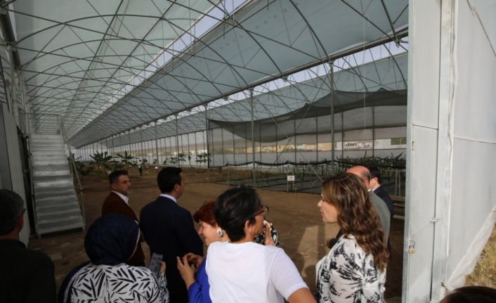 Kumluca MYO’da 17 tropik meyve türü araştırılıyor