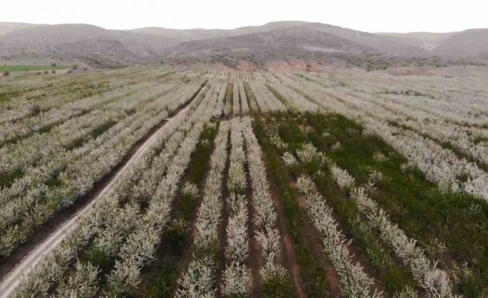 Yozgat’ta baharın gelmesiyle çiçek açan binlerce meyve ağacı havadan görüntülendi